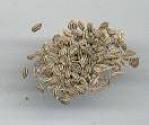 Mathri